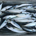 Mackerel du Pacifique congelé 150-200G 60-80pcs Fish